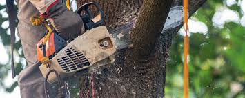 Best Commercial Tree Services  in Olympia, WA