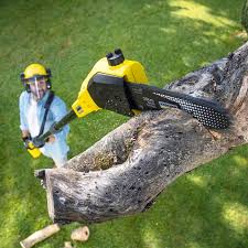 Best Tree Cabling and Bracing  in Olympia, WA