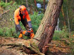 Best Lot and Land Clearing  in Olympia, WA