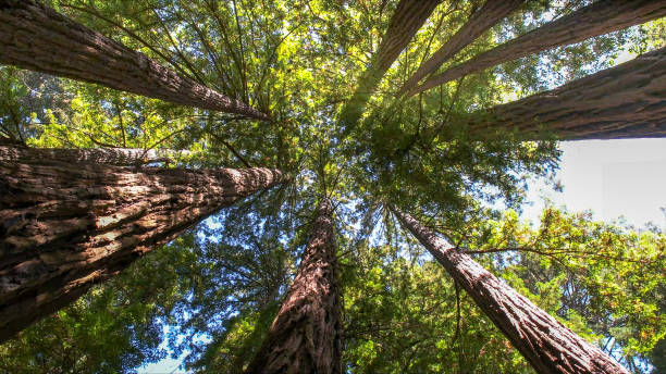 How Our Tree Care Process Works  in  Olympia, WA