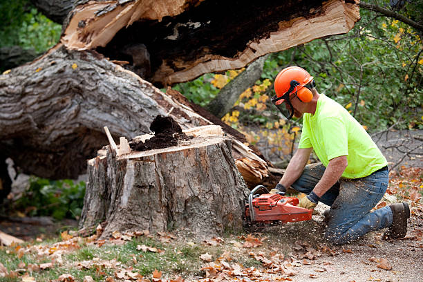 Best Emergency Tree Removal  in Olympia, WA